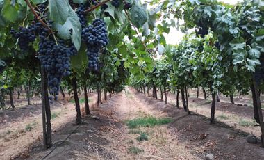 CAMPO 63,8 HA , PLANO, AGUA, PAVIMENTO, TENO, VII R