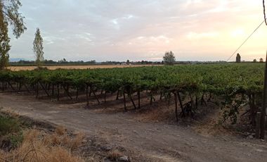 CAMPO 63,8 HA , PLANO, AGUA, PAVIMENTO, TENO, VII R