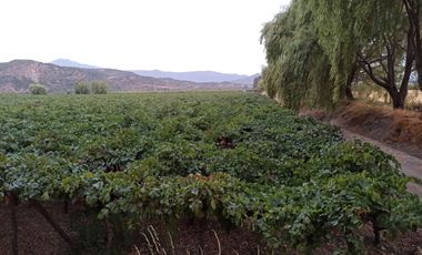 CAMPO 63,8 HA , PLANO, AGUA, PAVIMENTO, TENO, VII R