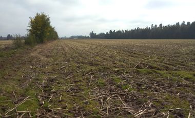 CAMPO 27 HA , PLANO, AGUA, PAVIMENTO, TALCA, VII R