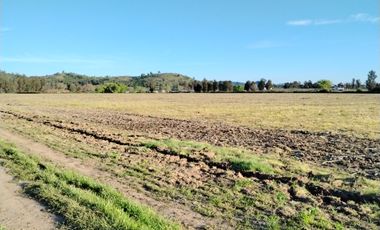 33,5 HA - CAMPO AGRÍCOLA EN VENTA, SAN CLEMENTE