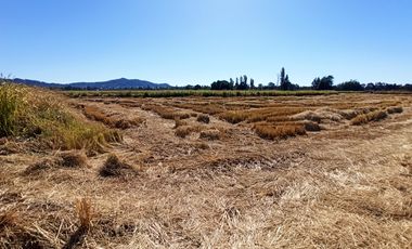 PROPIEDAD AGRÍCOLA EN VENTA, CAMPO DE 35 HA, SAN JAVIER