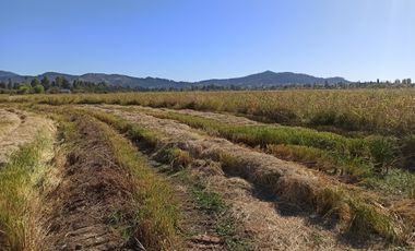 PROPIEDAD AGRÍCOLA EN VENTA, CAMPO DE 35 HA, SAN JAVIER