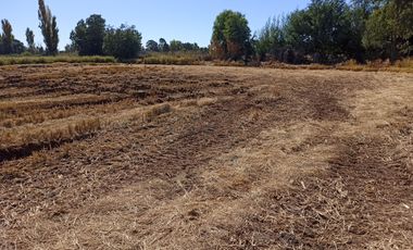 PROPIEDAD AGRÍCOLA EN VENTA, CAMPO DE 35 HA, SAN JAVIER
