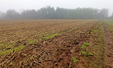 PROPIEDAD AGRICOLA EN VENTA EN SAN CLEMENTE, 10,6 HA