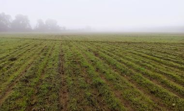 PROPIEDAD AGRICOLA EN VENTA EN SAN CLEMENTE, 10,6 HA