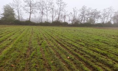 PROPIEDAD AGRICOLA EN VENTA EN SAN CLEMENTE, 10,6 HA