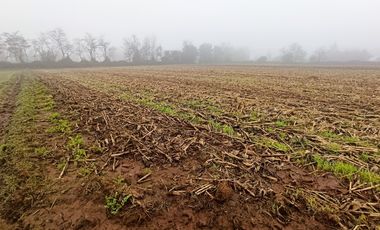 PROPIEDAD AGRICOLA EN VENTA EN SAN CLEMENTE, 10,6 HA