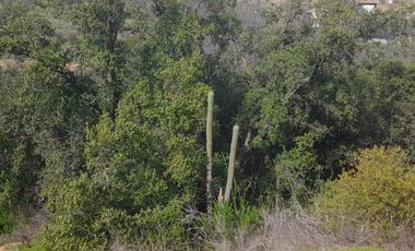 CAJON DE LEBU - SE VENDE LINDA PARCELA DE 5000 M2