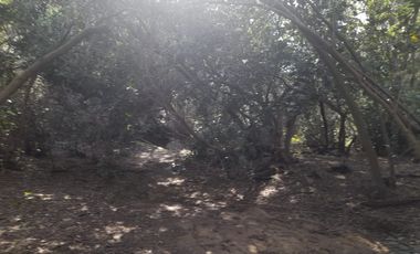 CAJON DE LEBU - SE VENDE LINDA PARCELA DE 5000 M2