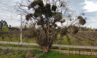 PARCELA 5000 M2, SECTOR LAS RASTRAS