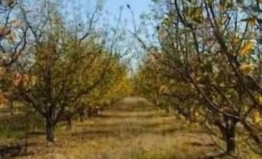 VENTA DE PARCELAS DE AGRADO MOLINA-MAULE