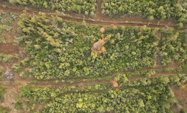 EN VENTA, PARCELA DE  10000 MT2 LA PLACETA MOLINA MAULE