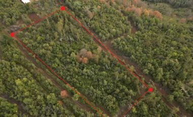 EN VENTA, PARCELA DE  10000 MT2 LA PLACETA MOLINA MAULE