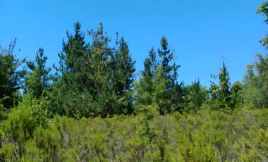 PARCELA EN VENTA 5000MT2 LOS TREILES, MAULE