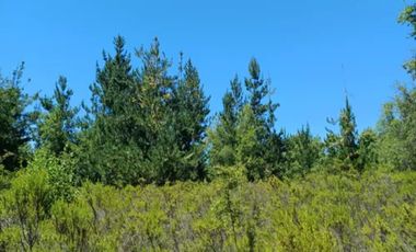 PARCELA EN VENTA 5000MT2 LOS TREILES, MAULE