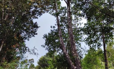 Excelente oportunidad de  Parcela  en la Costa Valdiviana, Sector Bonifacio