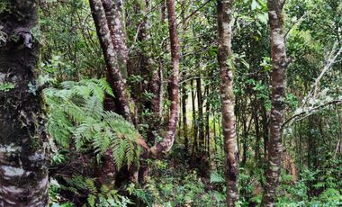 Excelente oportunidad de  Parcela  en la Costa Valdiviana, Sector Bonifacio