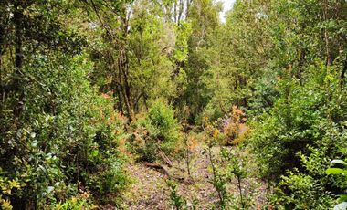 Excelente oportunidad de  Parcela  en la Costa Valdiviana, Sector Bonifacio