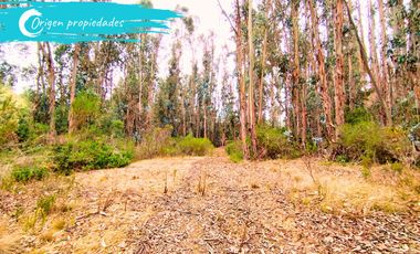 Parcela De 1 Hectárea Con Estero En El Totoral, Comuna De El