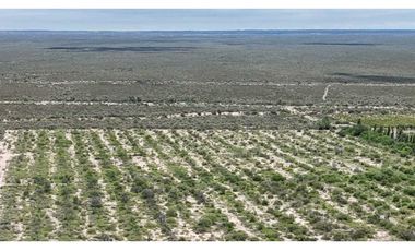 VENTA EXCEPCIONAL FINCA DE 231 HAS EN LOS CAMPAMENTOS- RIVADAVIA, MZA