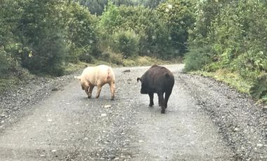Maravilloso Terreno En Chiloe, Isla Tranqui - Nuevo Horizont