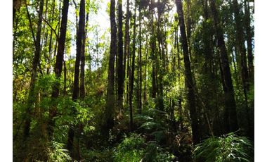 Terreno Sector Los Muermos - Austral Partners