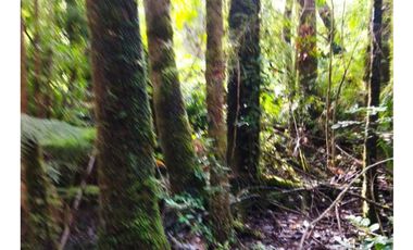 Terreno Sector Los Muermos - Austral Partners