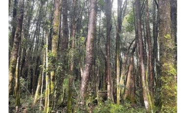 Campo En La Unión Huaillihuape - Austral Partners