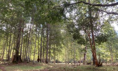 Oportunidad Hauslink Vende Precioso Campo Precordillerano Vi