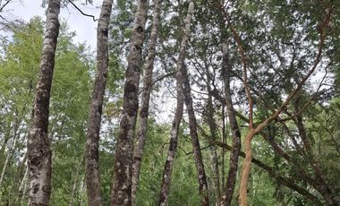 Mh&hauslink Venden Cabañas Para Proyecto Turístico A Pas