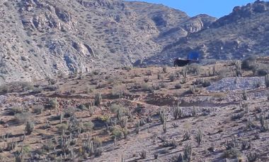 Terreno De 5.000 M2. Sector Los Algodones