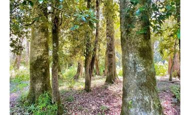 Parcelas A 5 Minutos Lago Rupanco Orilla De Río Rahue Prc