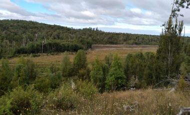 Parcela Con Bosque Nativo En Quemchi - Austral Partners
