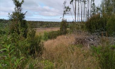 Parcela Con Bosque Nativo En Quemchi - Austral Partners