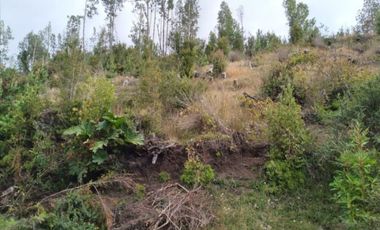 Parcela Con Bosque Nativo En Quemchi - Austral Partners