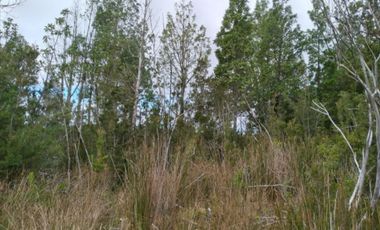 Parcela Con Bosque Nativo En Quemchi - Austral Partners