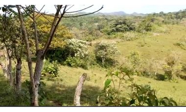 VENTA FINCA EN CAPIRA BONGA ARRIBA 23 HECTREAS