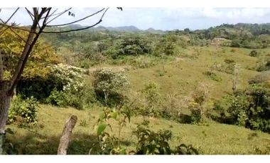 VENTA FINCA EN CAPIRA BONGA ARRIBA 23 HECTREAS