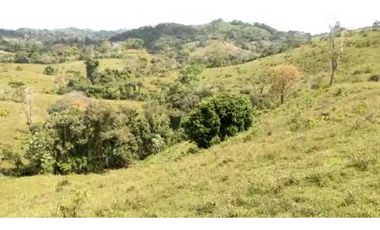 VENTA FINCA EN CAPIRA BONGA ARRIBA 23 HECTREAS