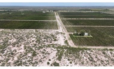 VENTA DE FINCA DE 595 HAS - SAN MARTIN, MENDOZA