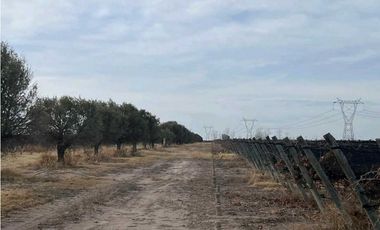VENTA DE FINCA DE 595 HAS - SAN MARTIN, MENDOZA