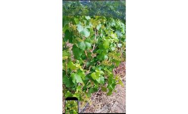 VENTA DE FINCA DE 595 HAS - SAN MARTIN, MENDOZA
