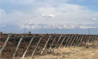 VENTA DE FINCA DE 595 HAS - SAN MARTIN, MENDOZA