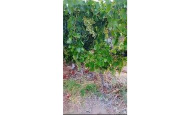 VENTA DE FINCA DE 595 HAS - SAN MARTIN, MENDOZA