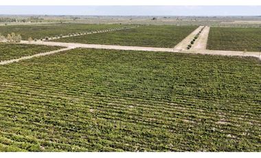 VENTA DE FINCA DE 595 HAS - SAN MARTIN, MENDOZA