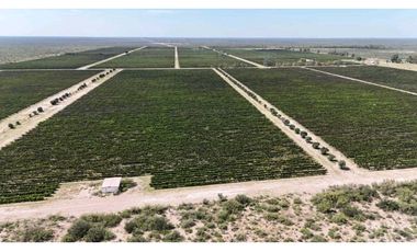 VENTA DE FINCA DE 595 HAS - SAN MARTIN, MENDOZA