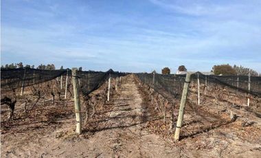 VENTA DE FINCA DE 595 HAS - SAN MARTIN, MENDOZA