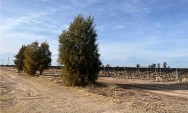 VENTA DE FINCA DE 595 HAS - SAN MARTIN, MENDOZA