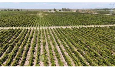VENTA DE FINCA DE 595 HAS - SAN MARTIN, MENDOZA
